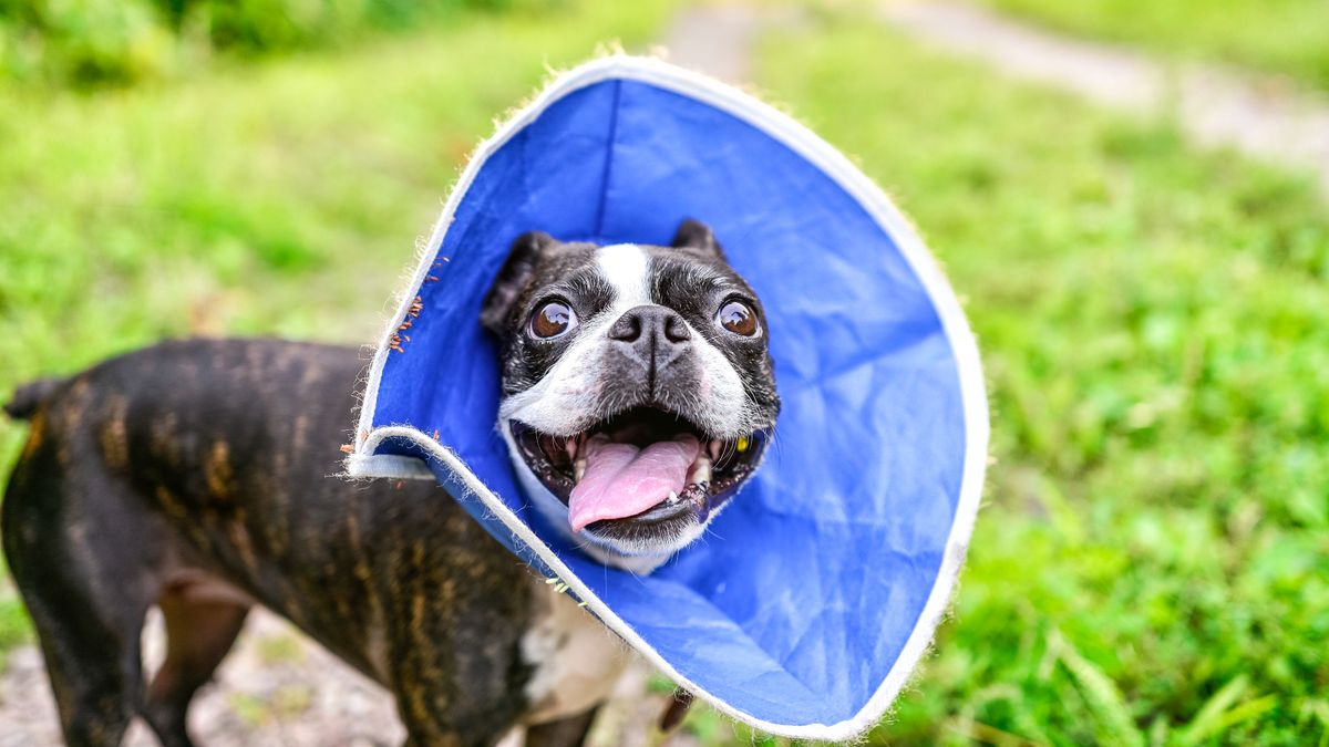 Boston Terrier wearing a Protective Collar Cone