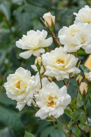 how to prune roses: David Austin Roses white rose