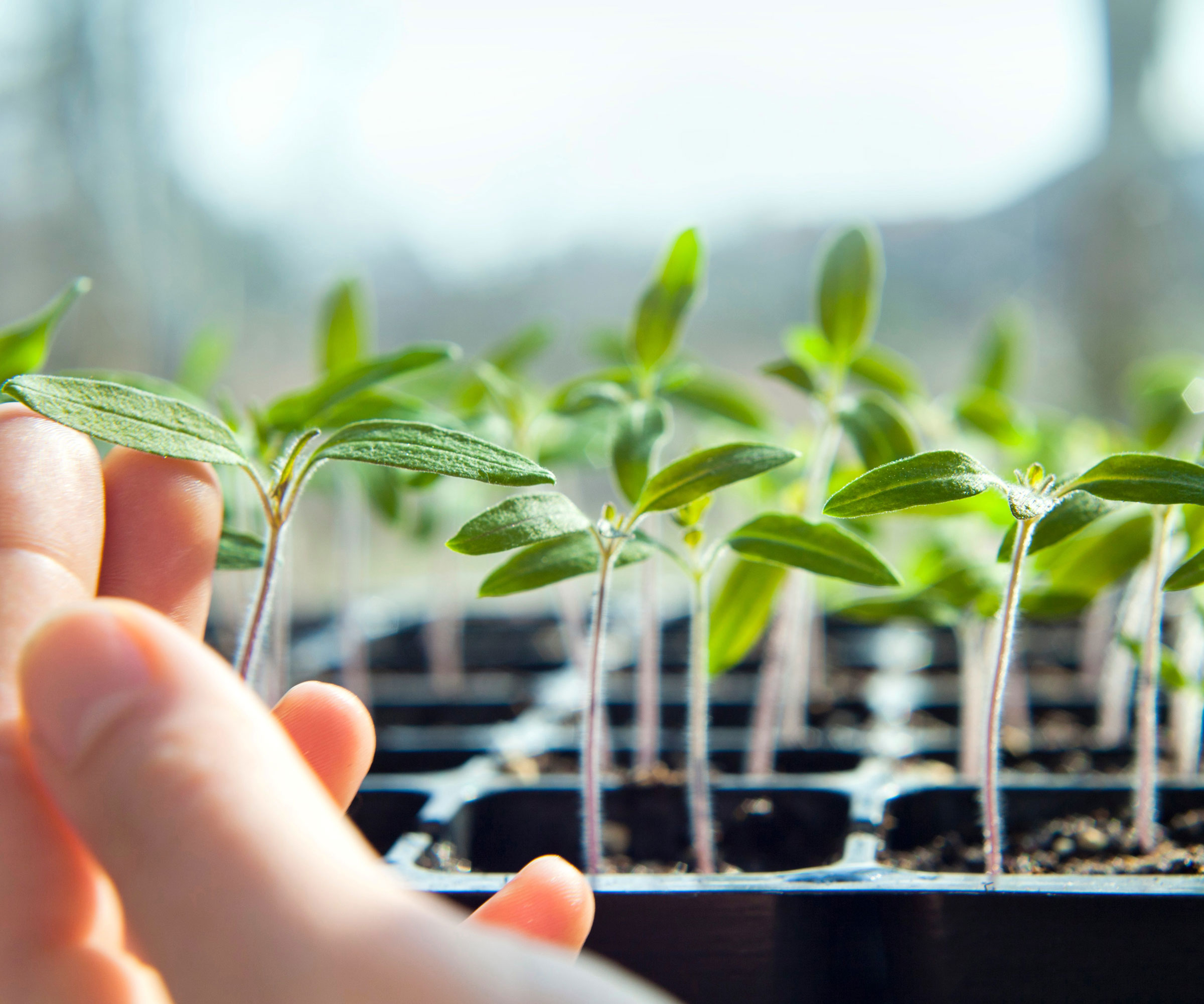 tray of tomato seedlings near window being stroked with hand