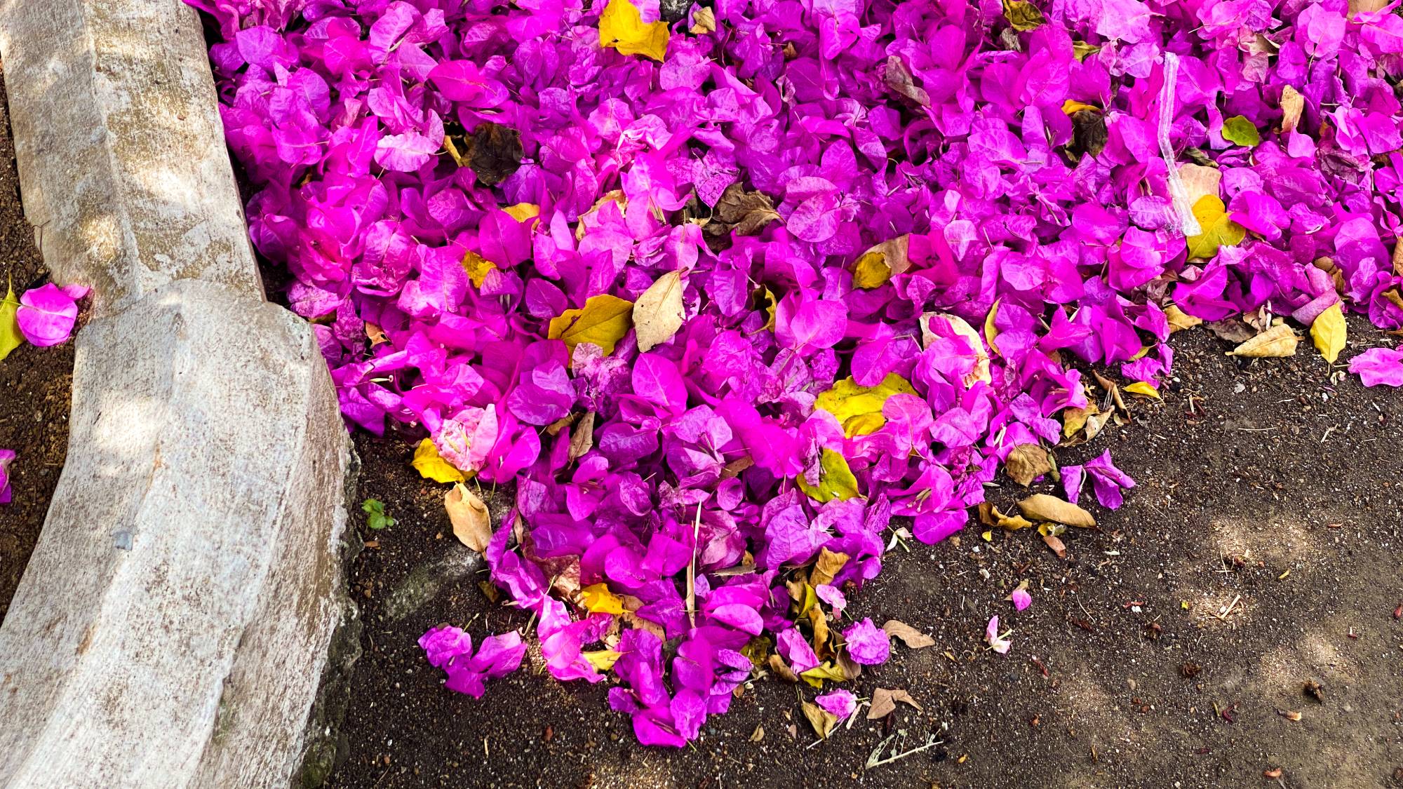 Bougainvillea flower drop on ground