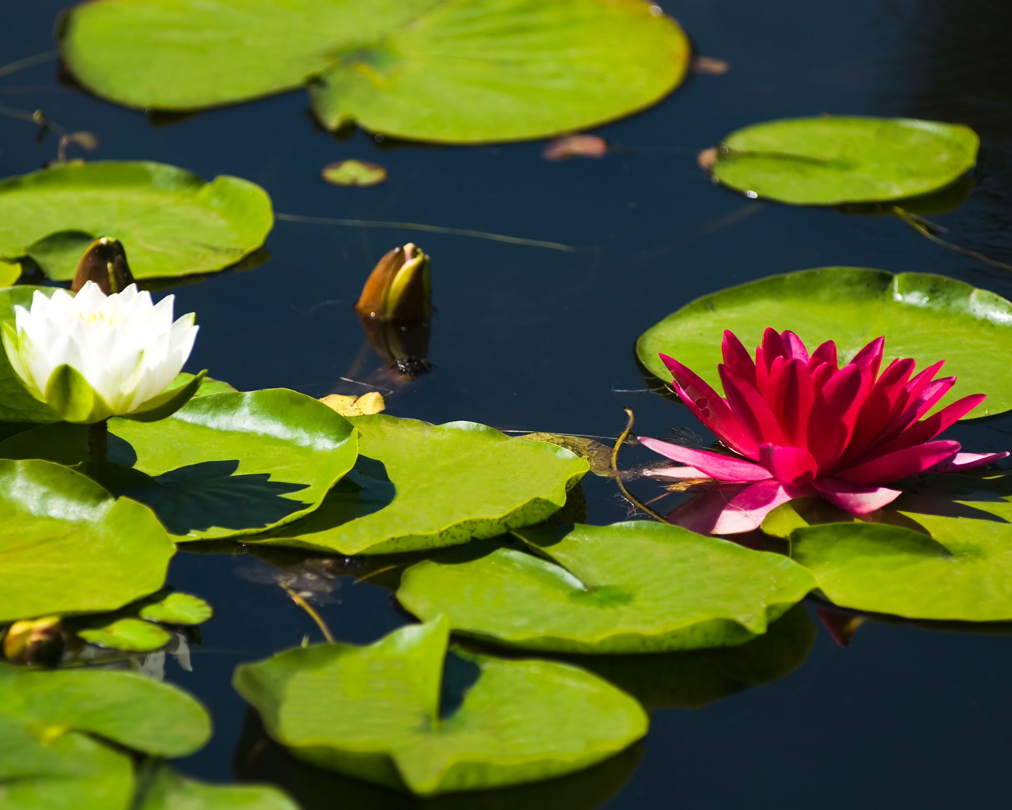 pink and white water lilies on a pond