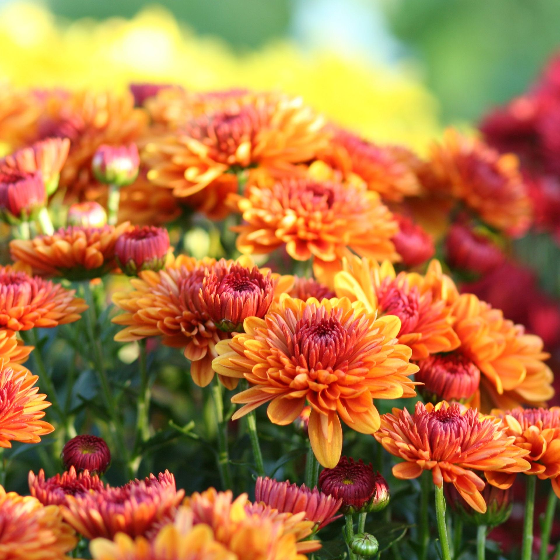 How to grow chrysanthemums Ideal Home