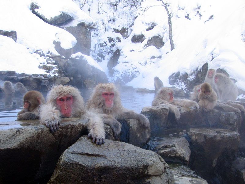 Japanese macaques warm up in a natural hot spring.