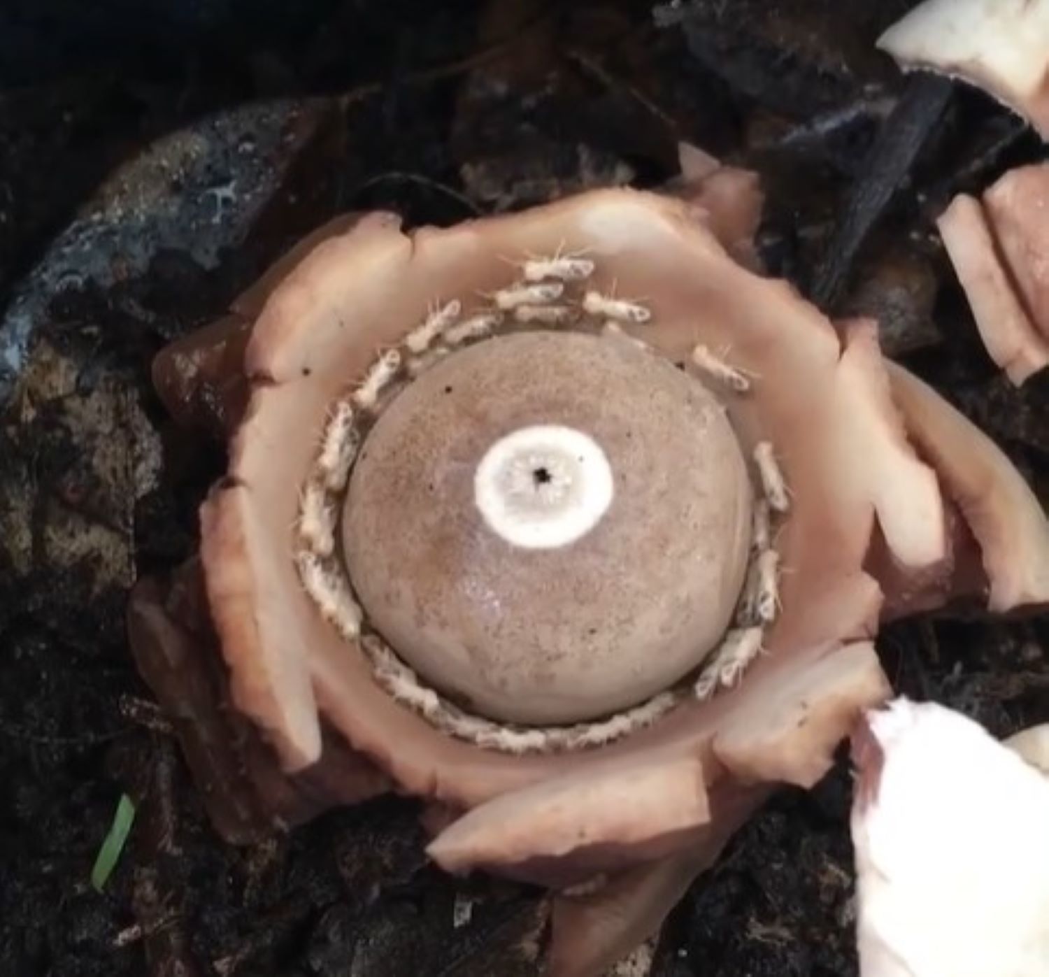 termite death spiral in fungus