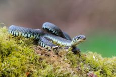 ngland’s six native reptiles, including grass snakes, squirm and bask upon our sunlit heaths. Credit: Lee Crabtree via Alamy