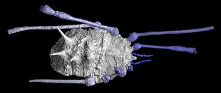 The second fossil, of the suborder Dyspnoi, had spikes on its back, which the researchers believe would have protected it from predators. It also would have lived on the forest floor, amidst the moist, woody debris