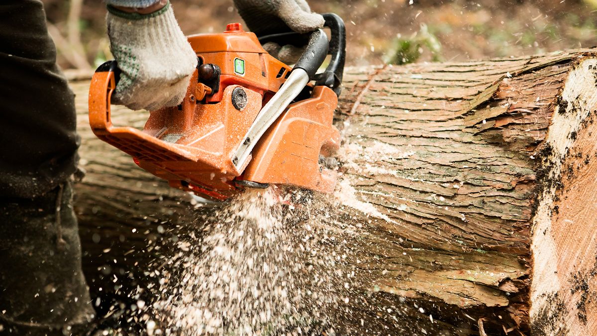 Man using an orange chainsaw to cut a tree stump in half.