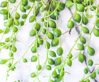 string of pearls plant in detail showing cascading tendrils
