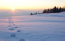 Footprints in the snow.
