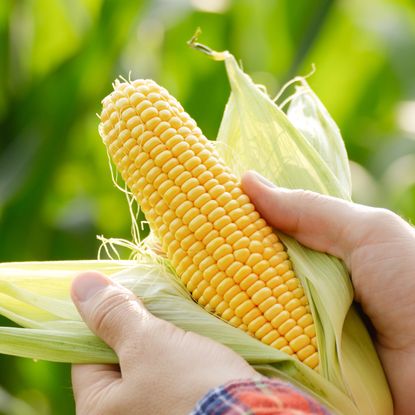 Man's hands peeling open an ear of sweet corn 