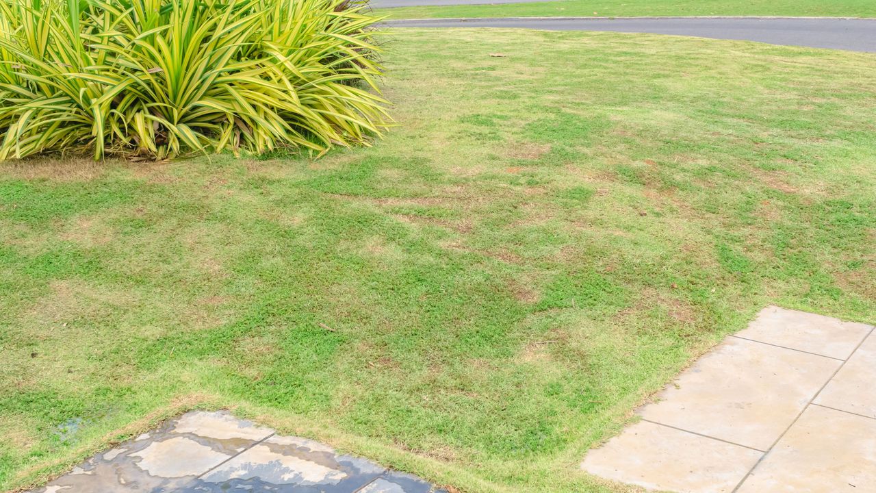 A lawn discoloured with patches of yellow grass