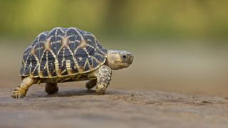 Tortoise walking slowly in nature park