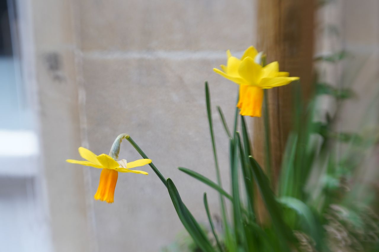 Lensbaby Double Glass II Optic Review