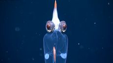 A see-through squid with giant red eyes