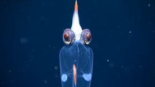 A see-through squid with giant red eyes