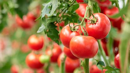 Ripe red tomatoes growing on the plant