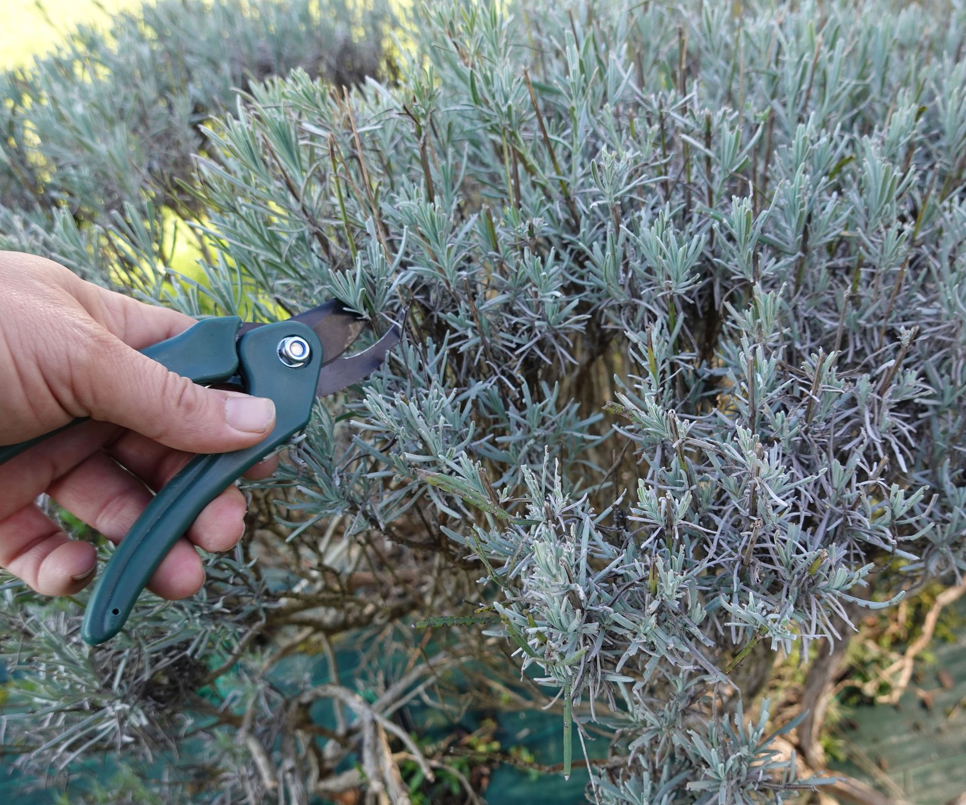 pruning lavender with green pruning shears