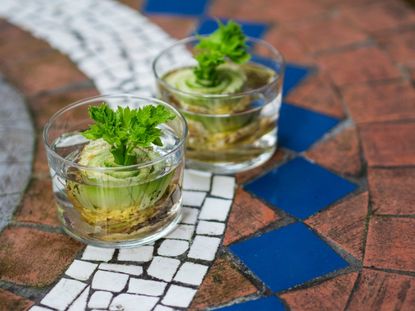 Glasses Of Regrowing Celery Bottoms