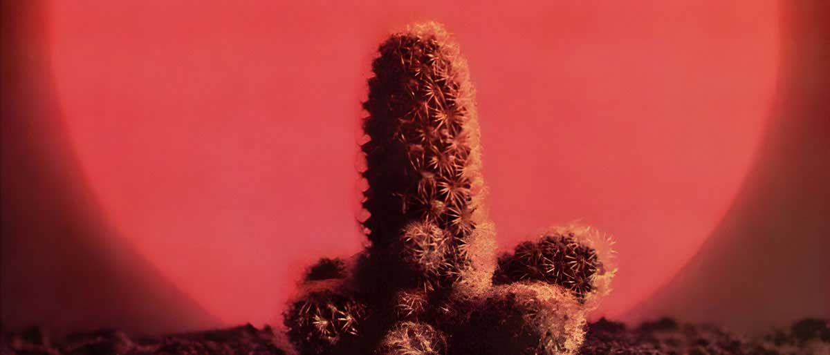 Cactus: Cactus cover art