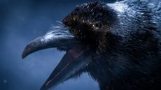 Dead by Daylight &ndash; crow