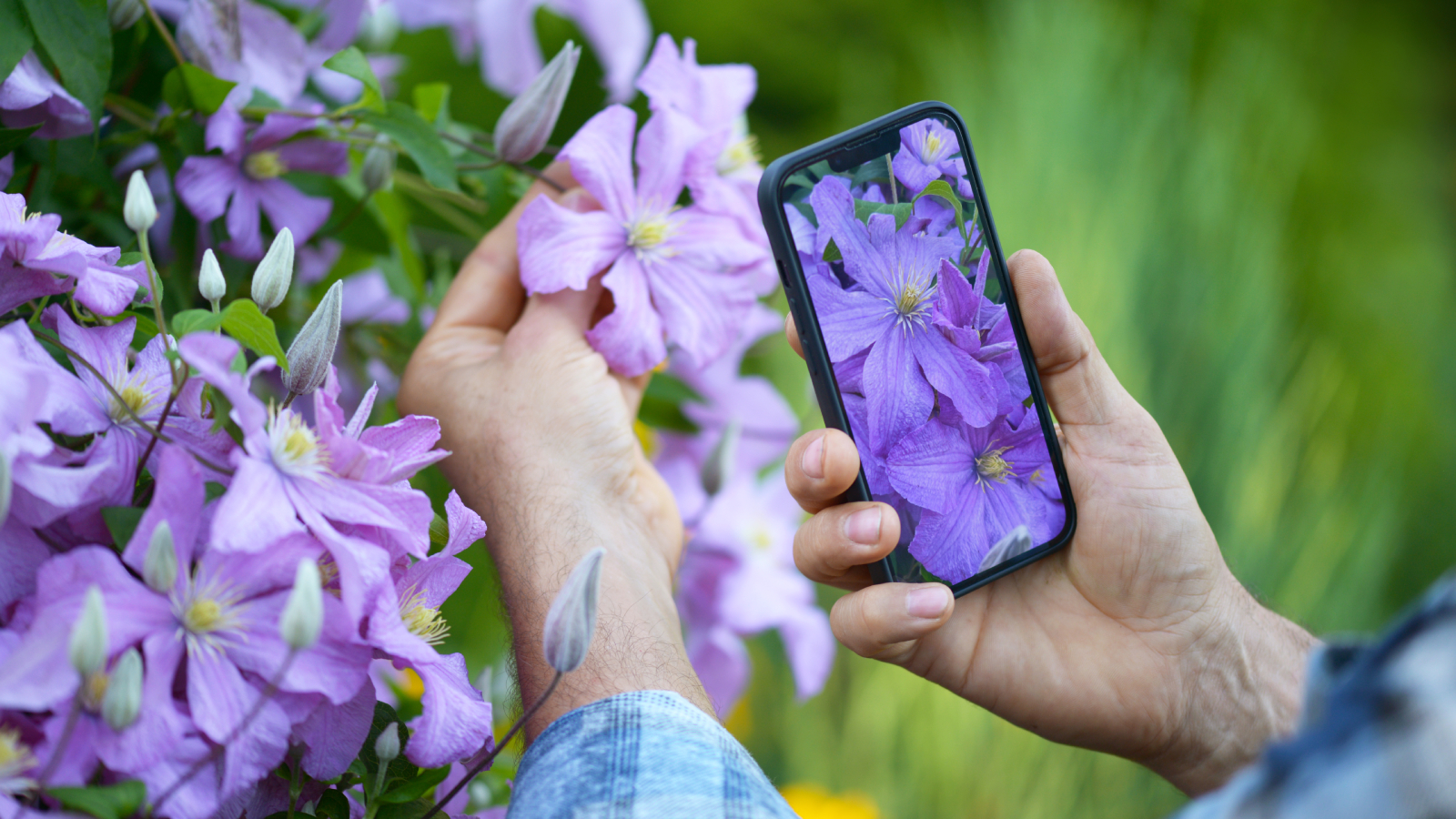 Man holding phone and clematis flower