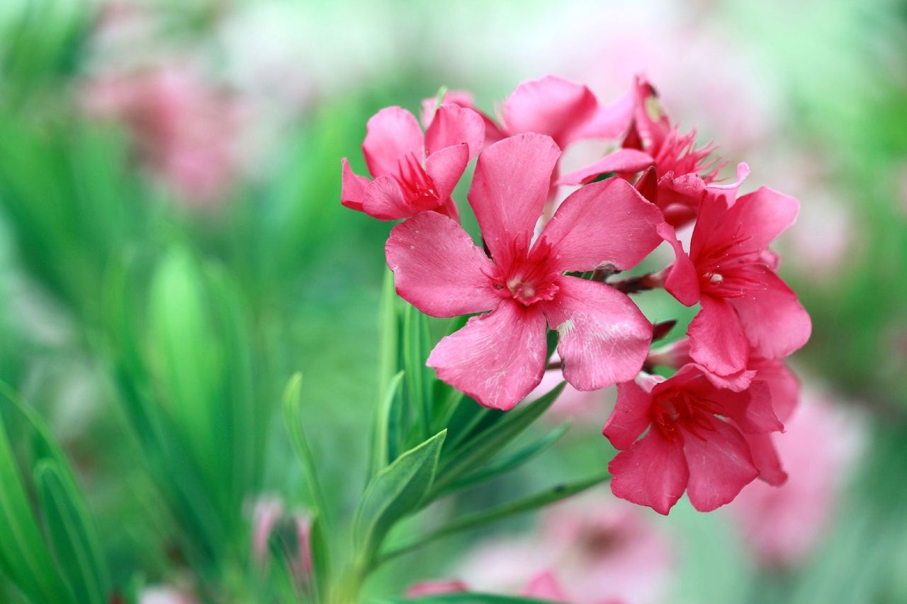 Pink Oleander Flowers