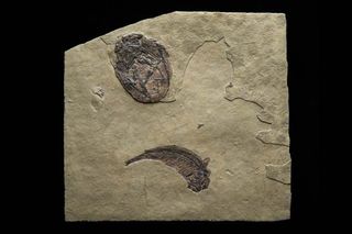 This cast of a pterosaur egg shows a fossilized pterosaur curled up, with its wings wrapped around its body.