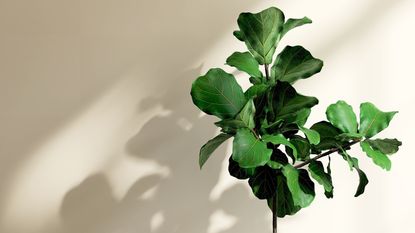 Fiddle leaf fig houseplant