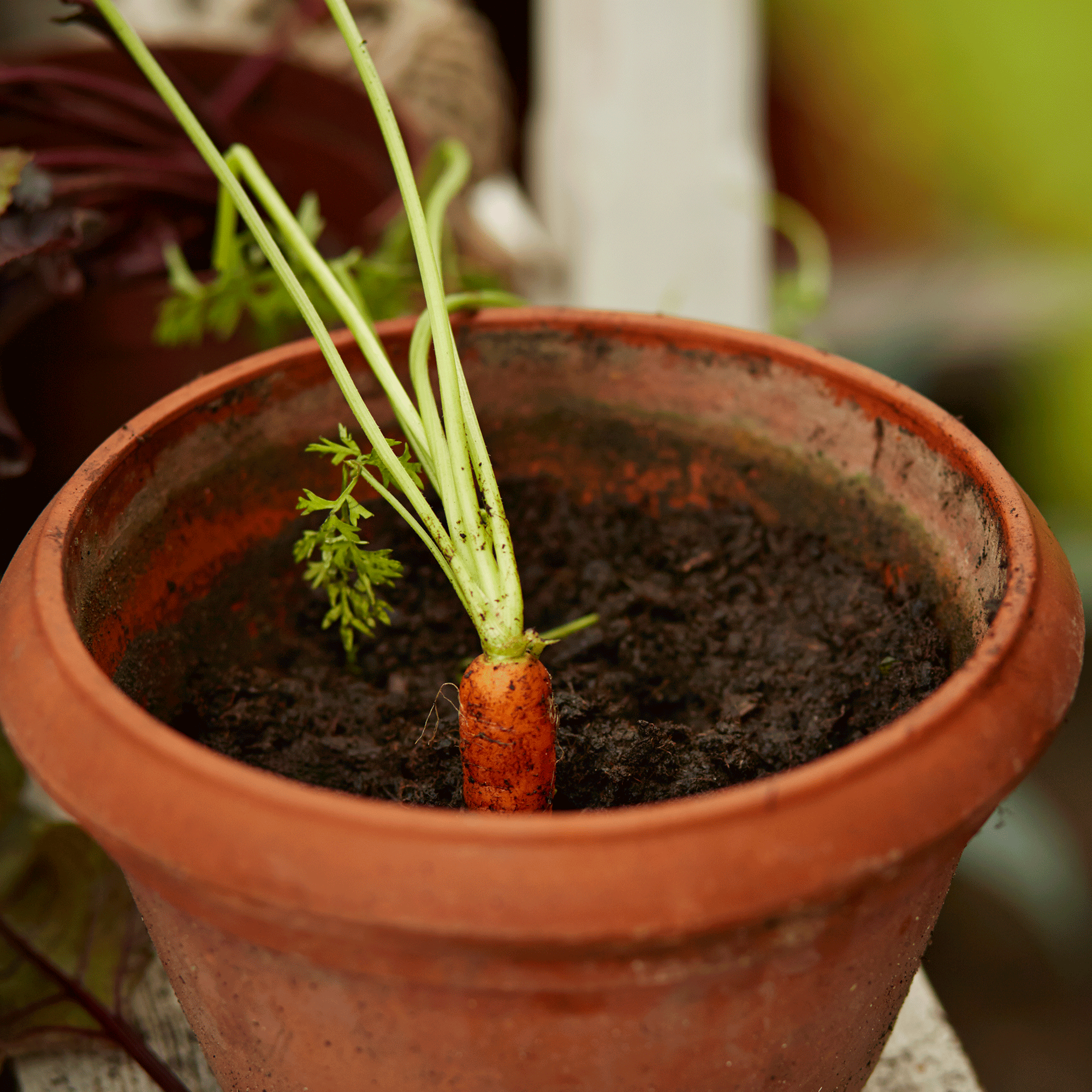 Carrots growing in pots