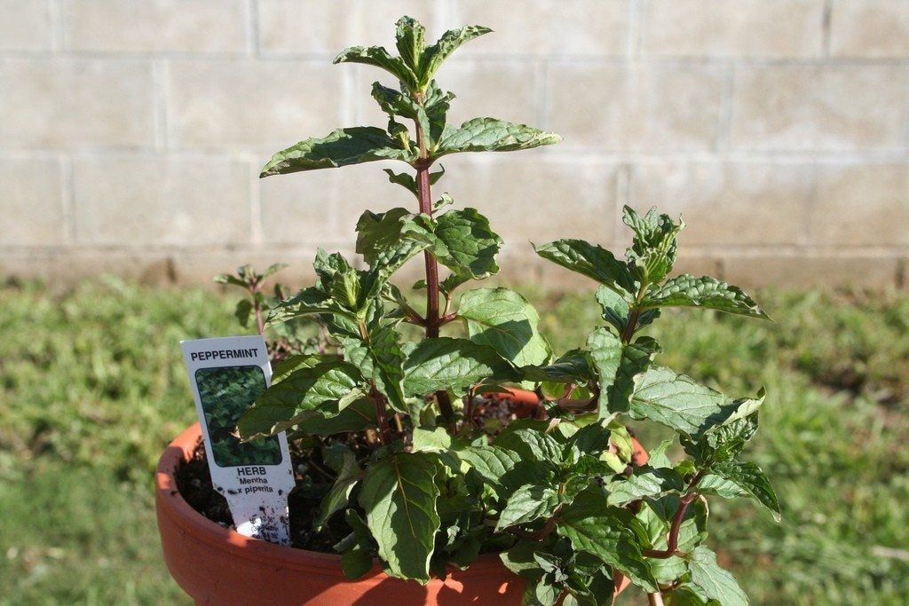 Potted Lavender Mint Herb Plant