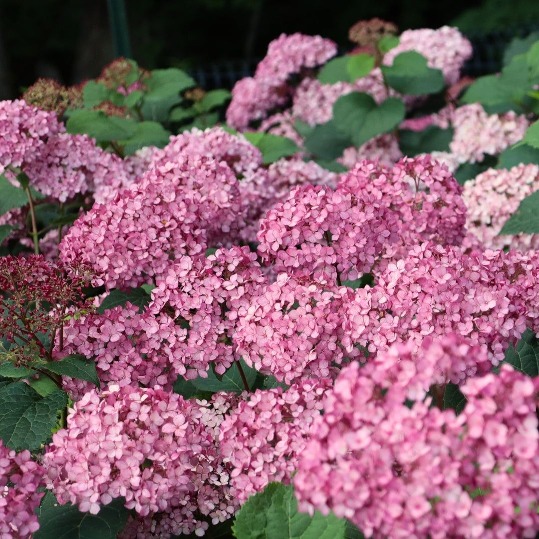 Invincibelle Mini Mauvette® Hydrangea - 3 Gallon Pot