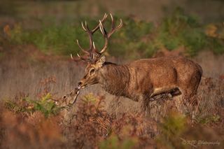 Shooting autumn wildlife Deer