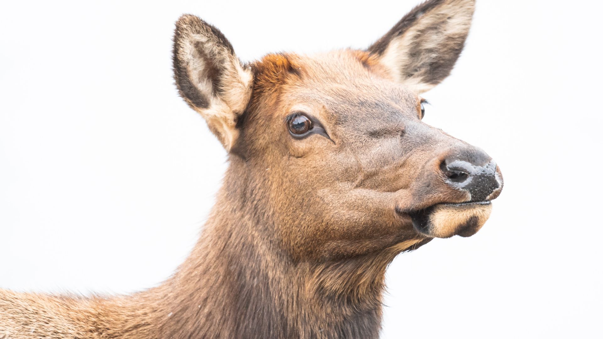 Curious elk joins customers browsing beef jerky store in Estes Park