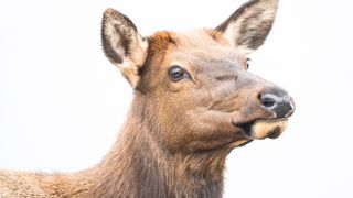 Close-up of cow elk