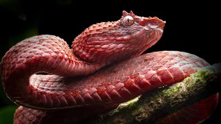 An eyelash pitviper from the New Wold tropics.