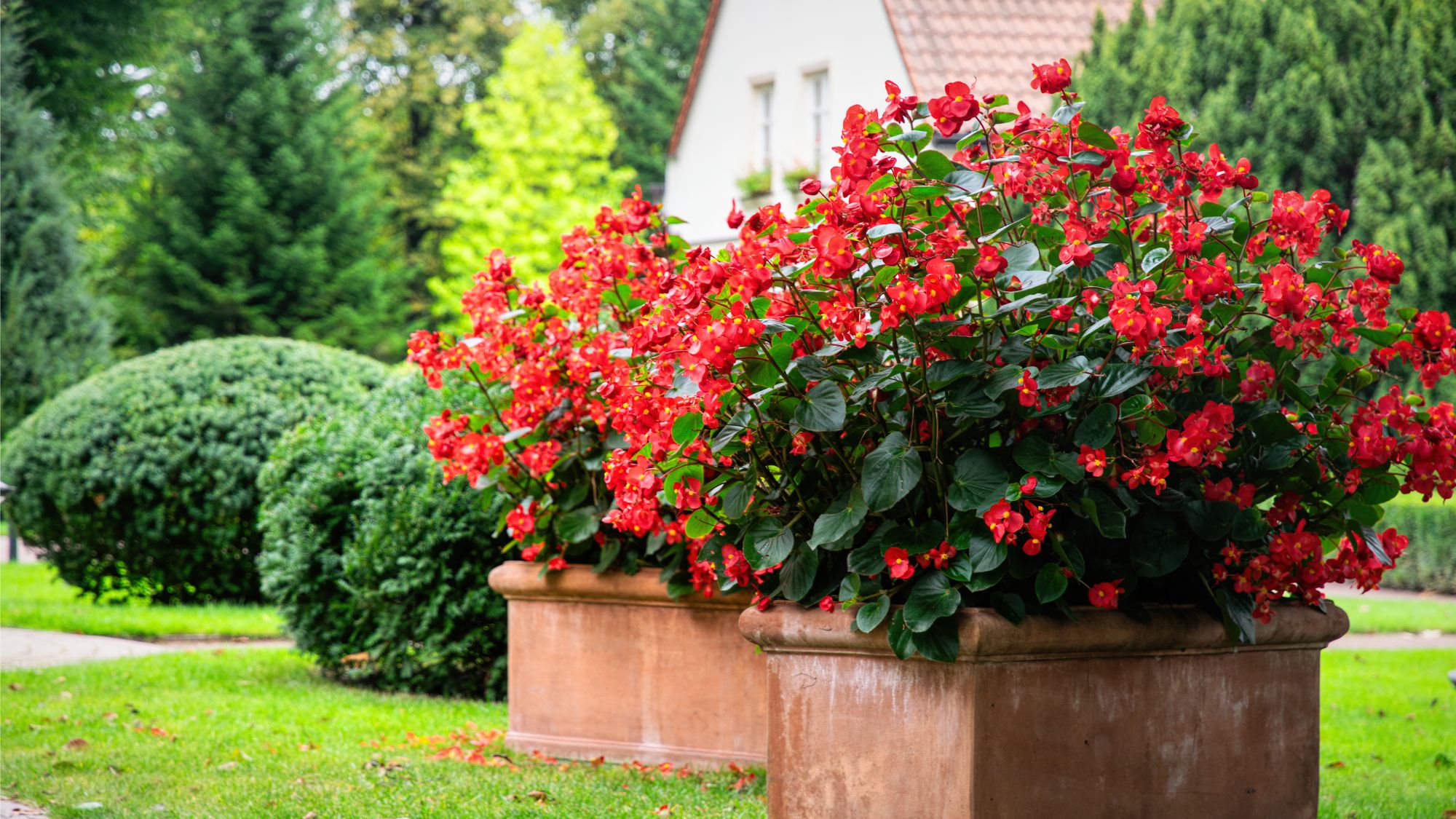 7 Beautiful Begonia Varieties Every Gardener Should Know | Gardening ...