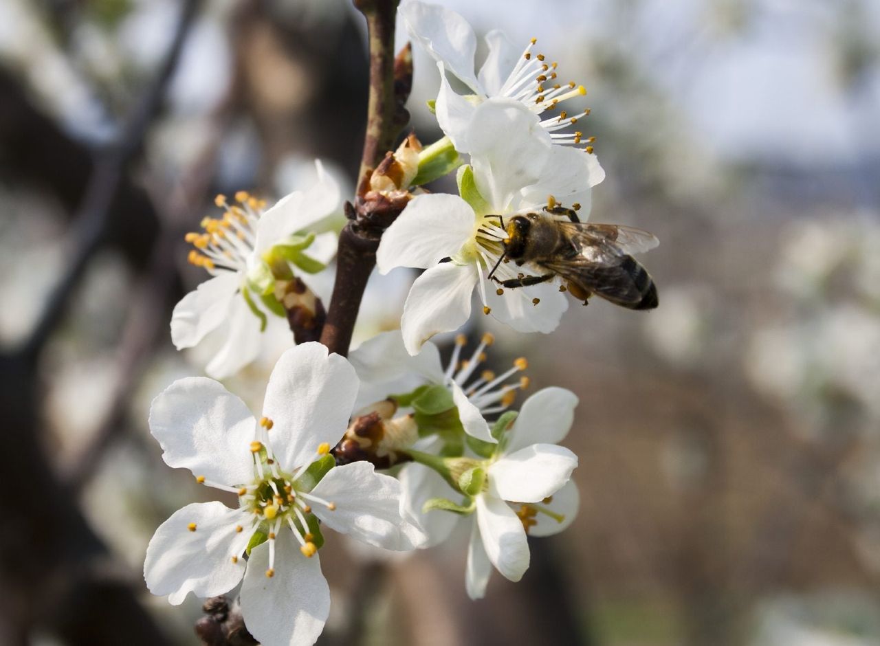 Flowering Cherry Tree