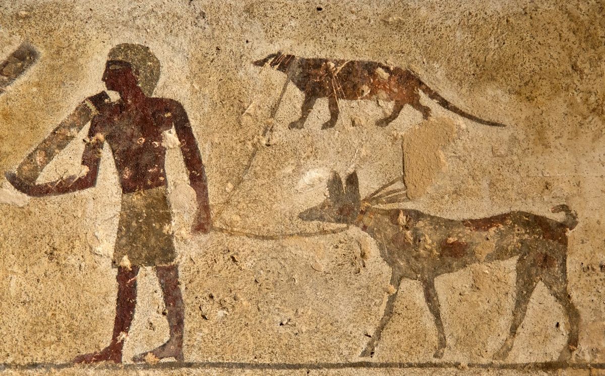 Tomb Drawing Shows Mongoose on a Leash, Puzzling Archaeologists | Live