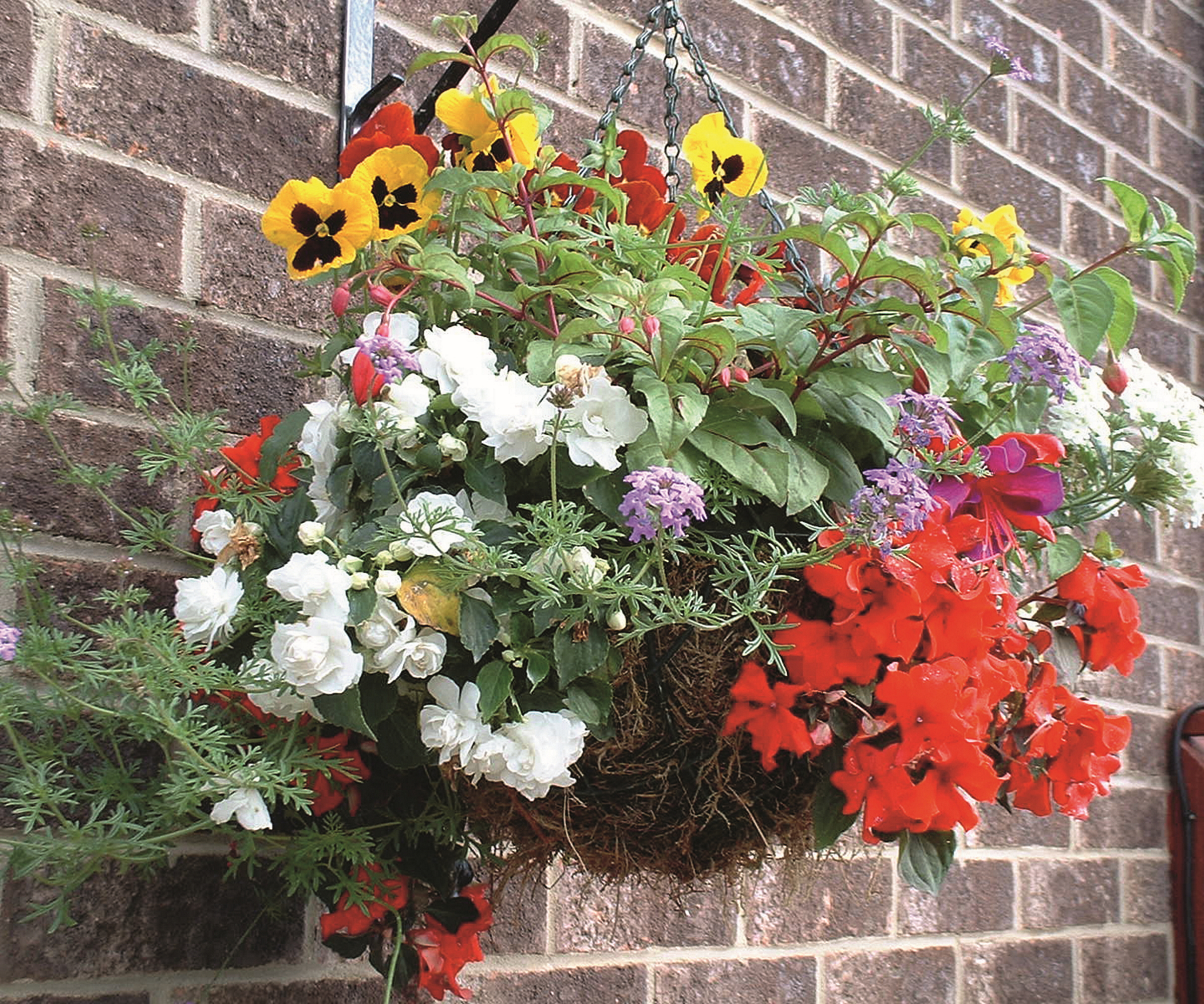 A bright hanging basket full of blooms in summer