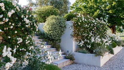 Raised garden bed ideas featuring white climbing plants, stone steps and a gravel area.