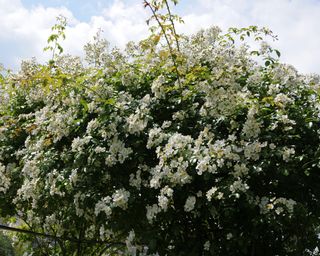 white blooms of a Kiftsgate rambling rose