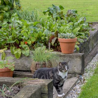 garden with potted plants and cat