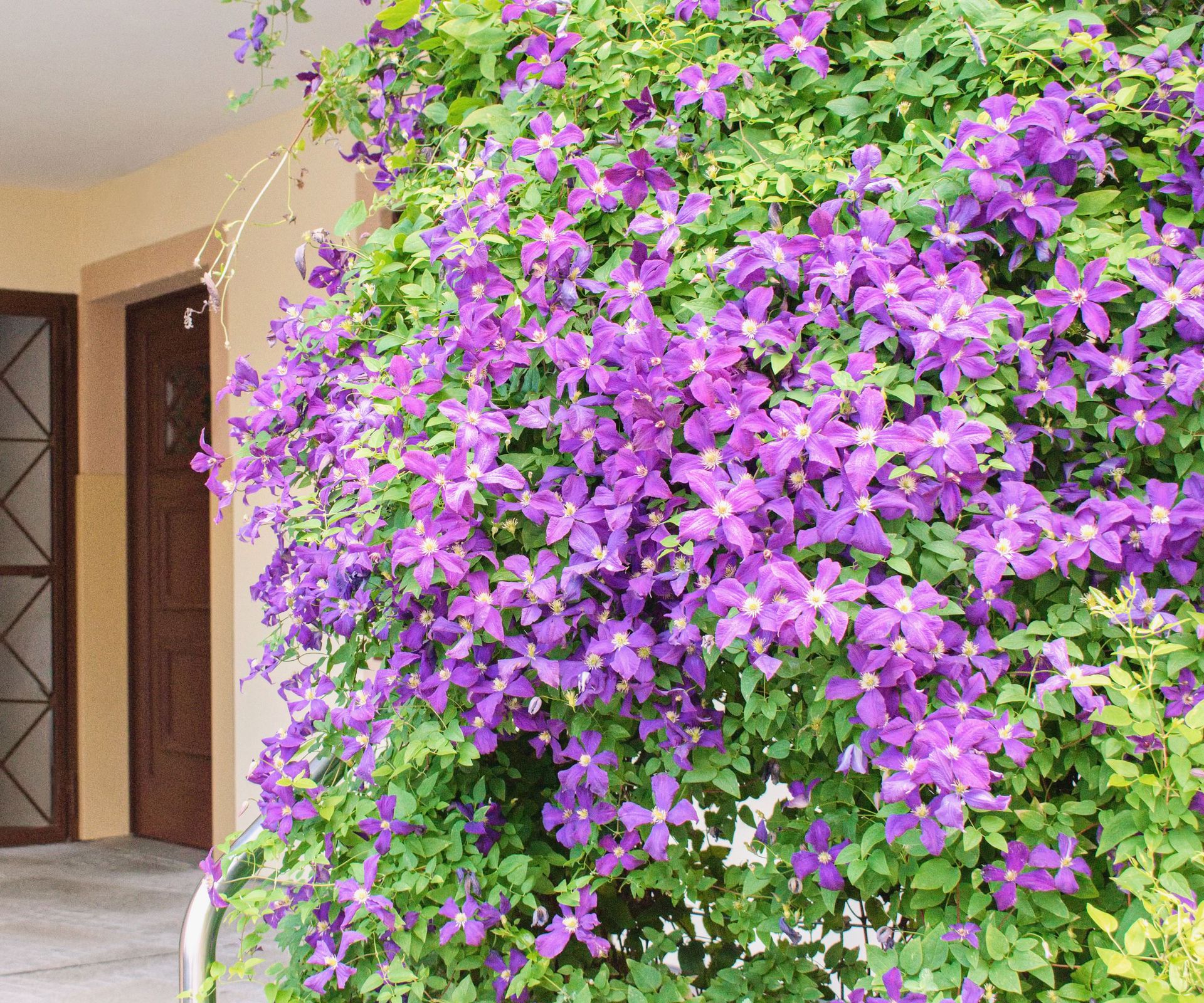 Best climbing plants for the front of the house 10 expert picks Homes & Gardens