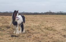 Flygrazing-horse.jpg