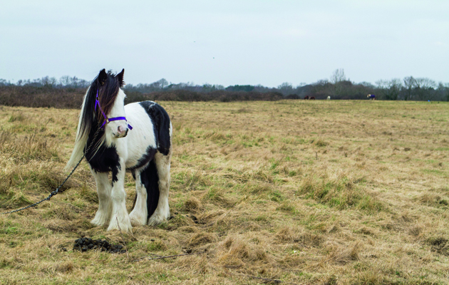 Flygrazing-horse.jpg