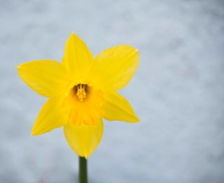 Close-up of a bright yellow flower