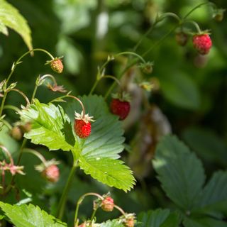 Alpine strawberries (also known as wild strawberries) growing outdoors