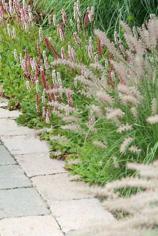 best ground cover plants: Persicaria