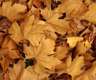 Fallen leaves piled up in fall