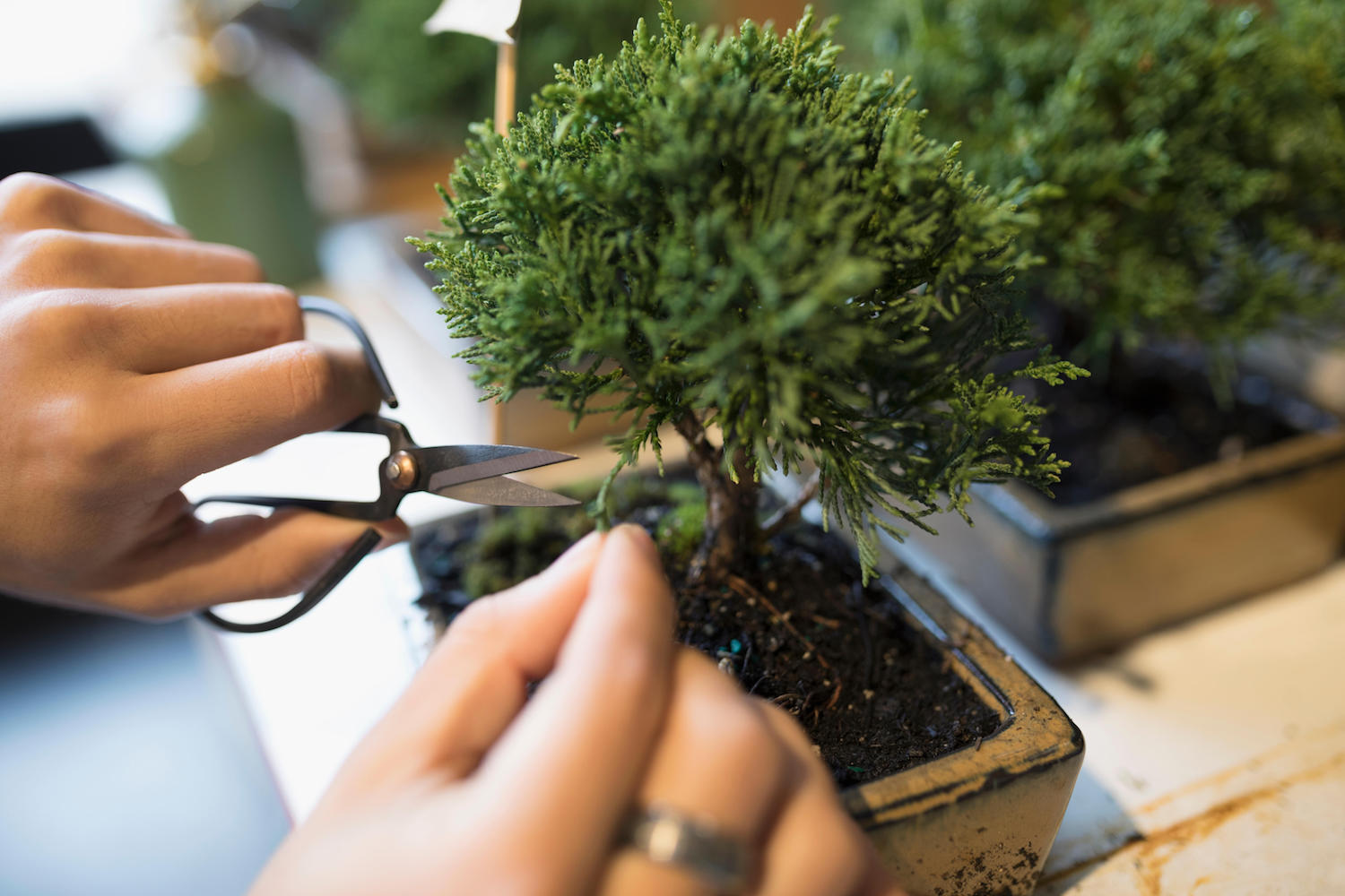 How to care for Bonsai trees - the 6 expert tips you need | Livingetc